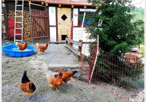 Unsere glücklichen Hühner